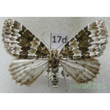 Electrophaes corylata (Thunberg, 1792) Czech17d